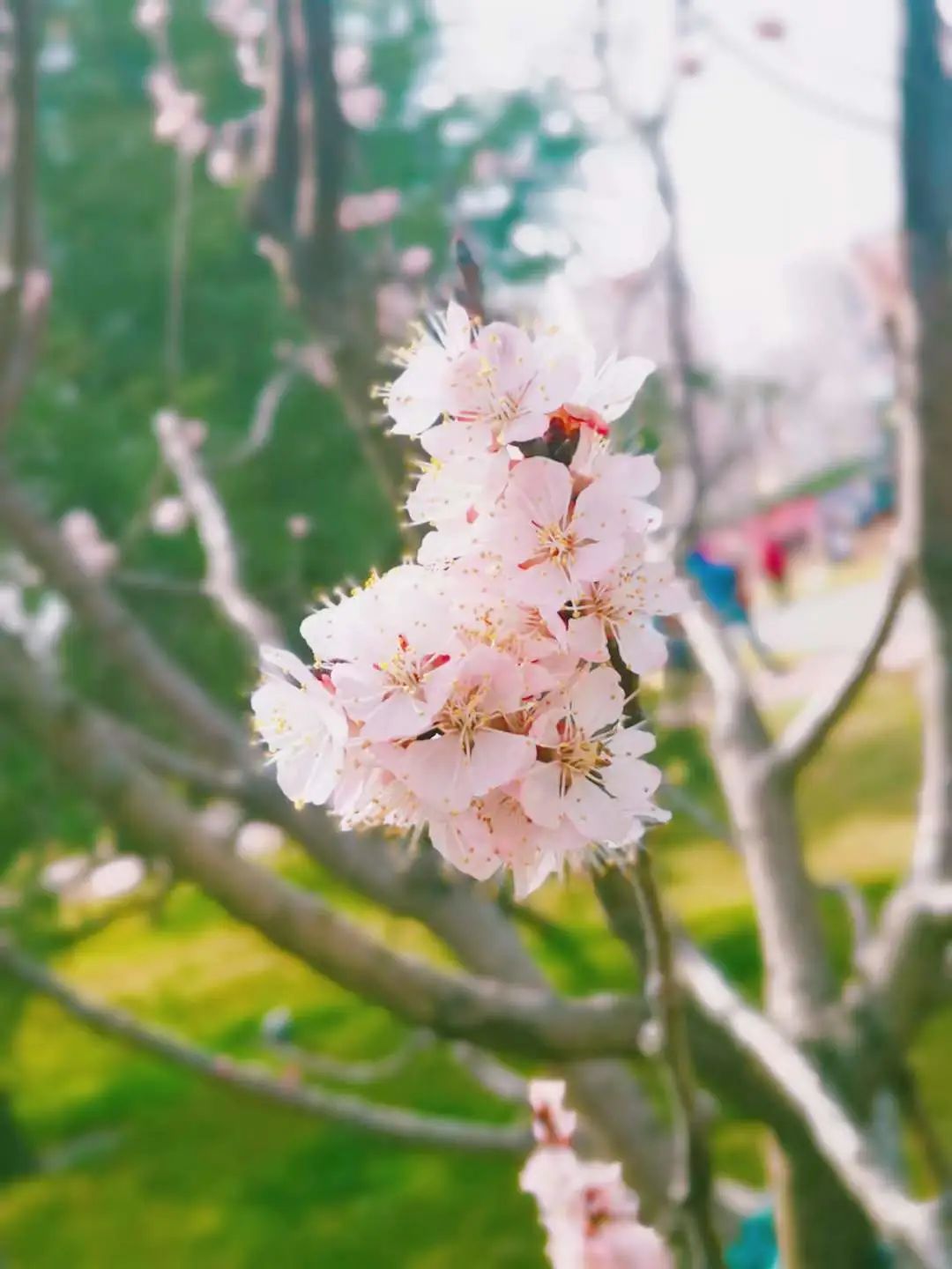 花3.jpg 图片