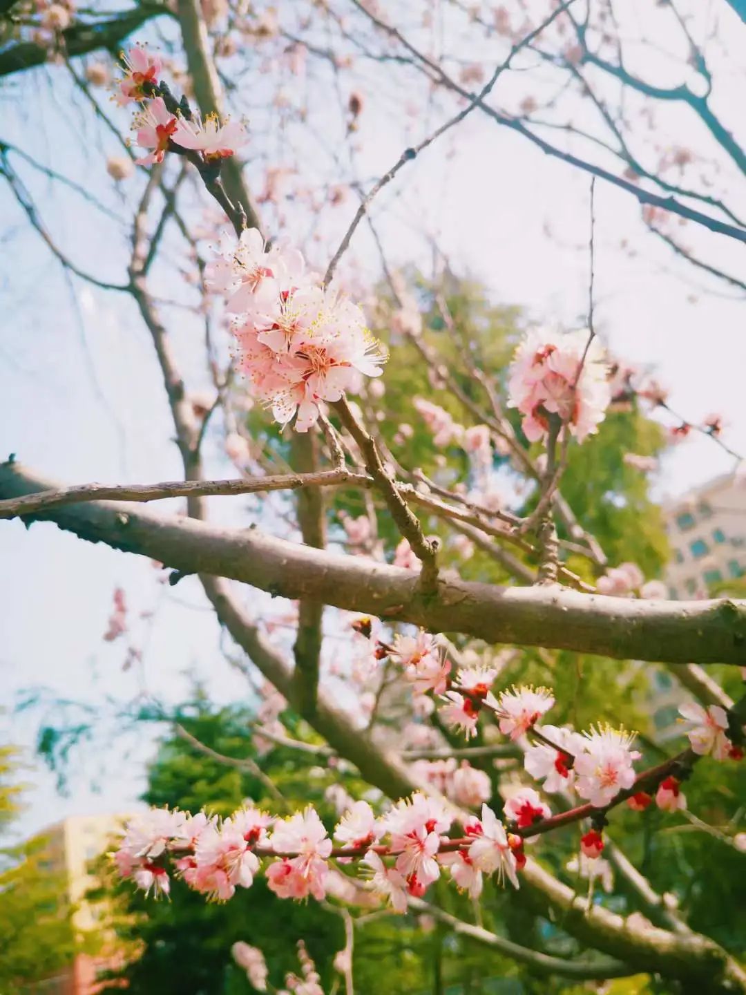 花.jpg 图片
