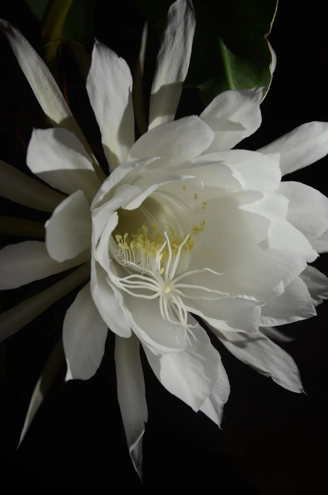 DSC_0468.JPG 图片