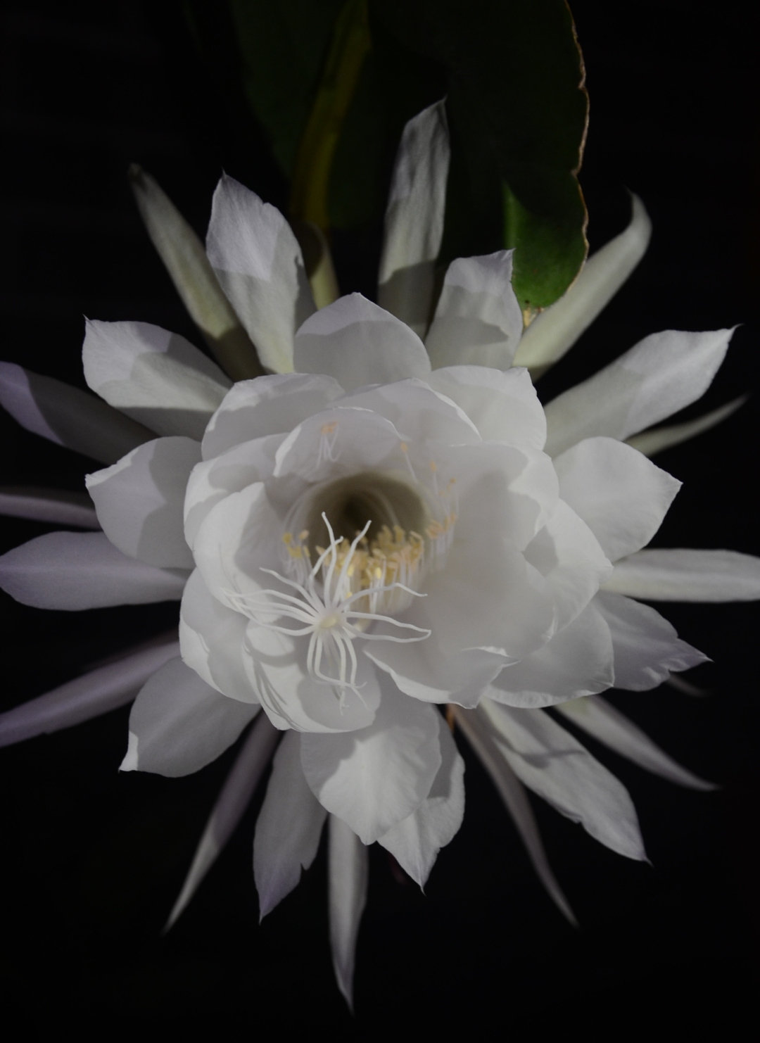 DSC_0472.JPG 图片