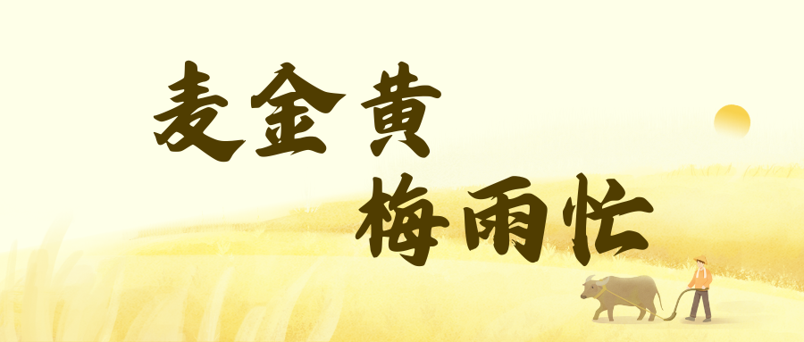 黄色水墨插画芒种节气宣传微信公众号封面 (3).png