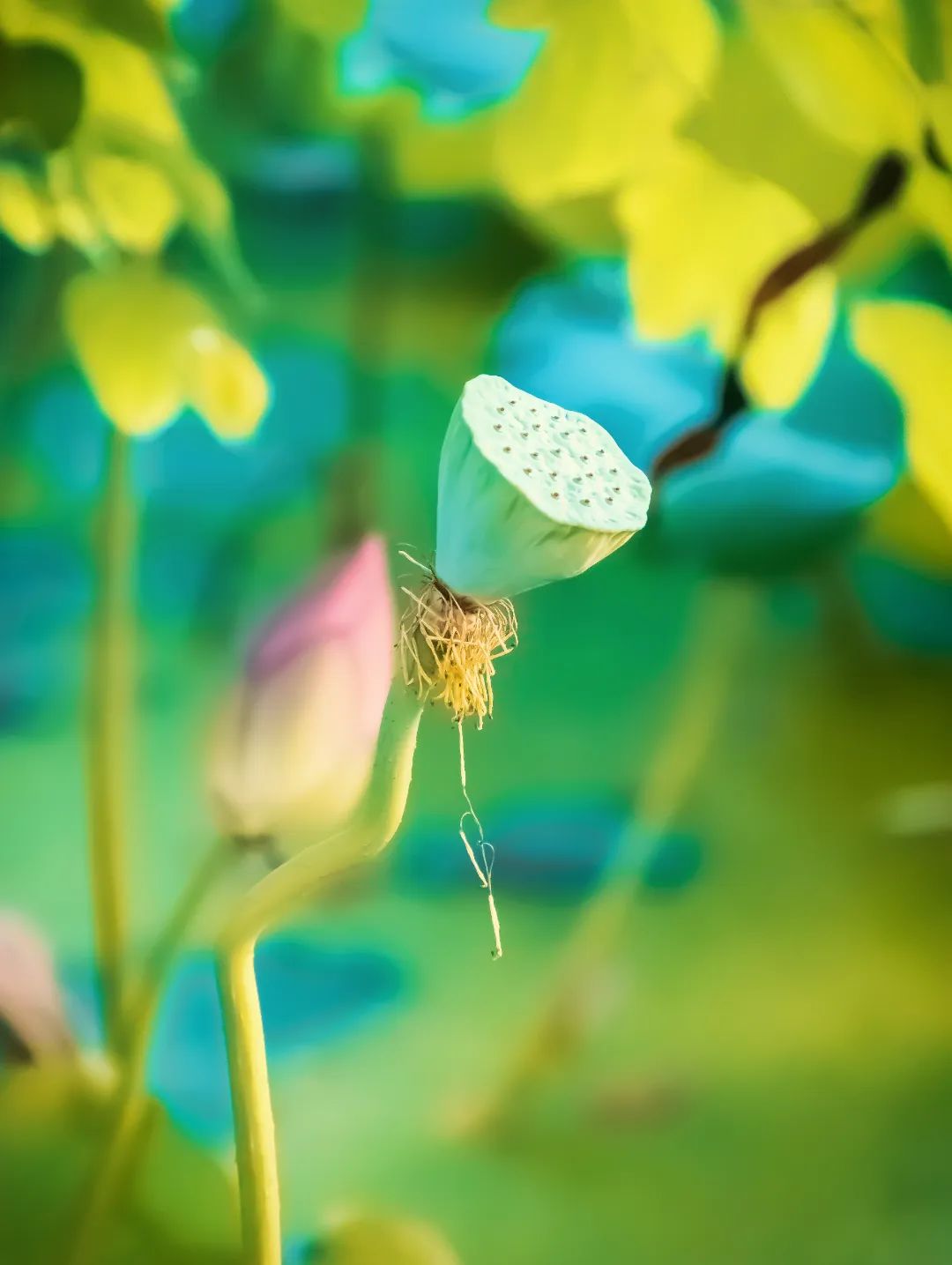 摄图网_500954288_荷花莲蓬背景(非企业商用).jpg